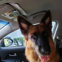 Newberry Animal Hospital Main St. ico