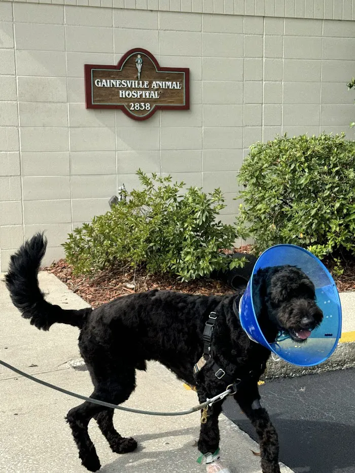 Gainesville Animal Hospital 12