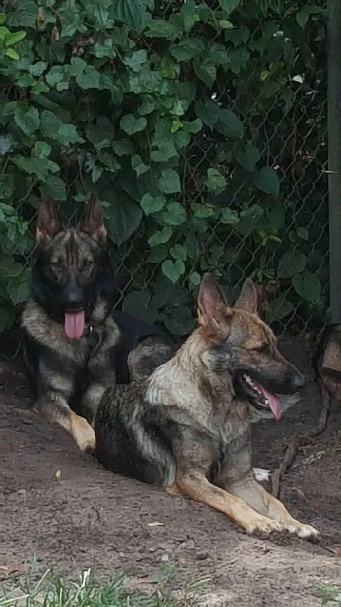 Gainesville Animal Hospital 12