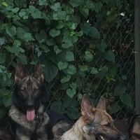 Gainesville Animal Hospital ico
