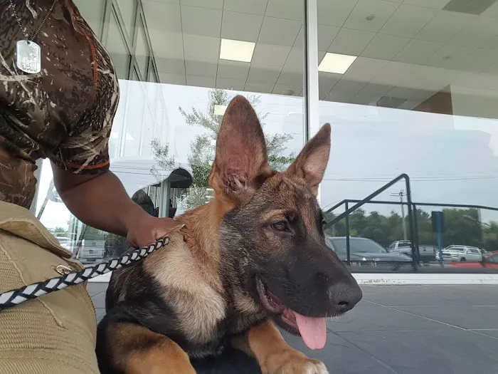 Gainesville Animal Hospital 12