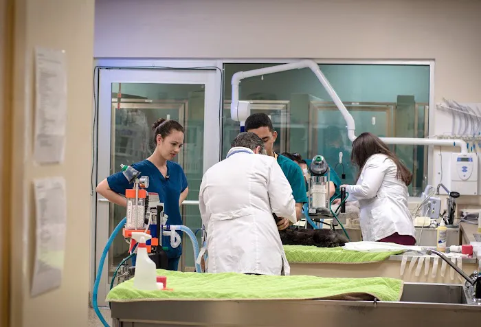 Shores Animal Hospital 12