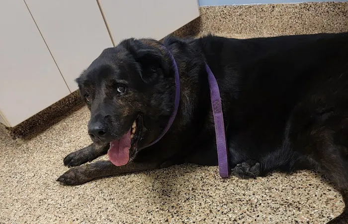 Shores Animal Hospital 12