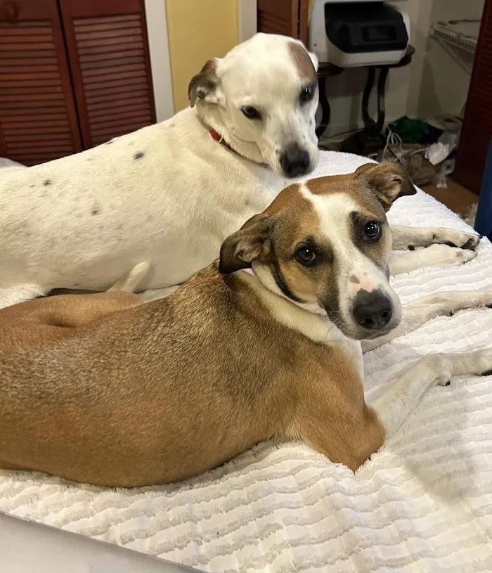 Suburban Animal Hospital 12
