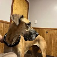 Suburban Animal Hospital ico