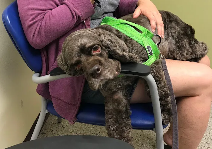 University of Florida: Small Animal Clinical Sciences 1
