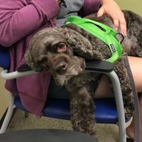 University of Florida: Small Animal Clinical Sciences ico