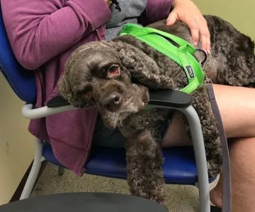 University of Florida: Small Animal Clinical Sciences
