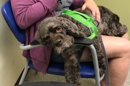 University of Florida: Small Animal Clinical Sciences
