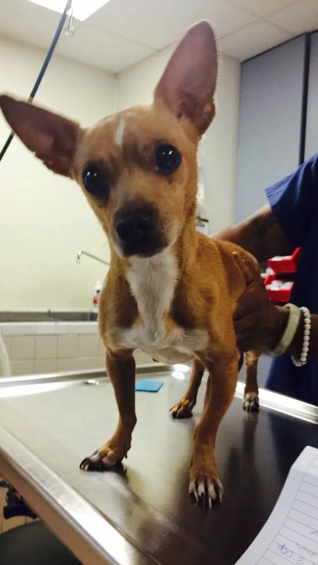 Northwood Oaks Veterinary Hospital 4