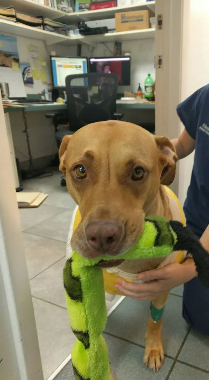 Northwood Oaks Veterinary Hospital 9