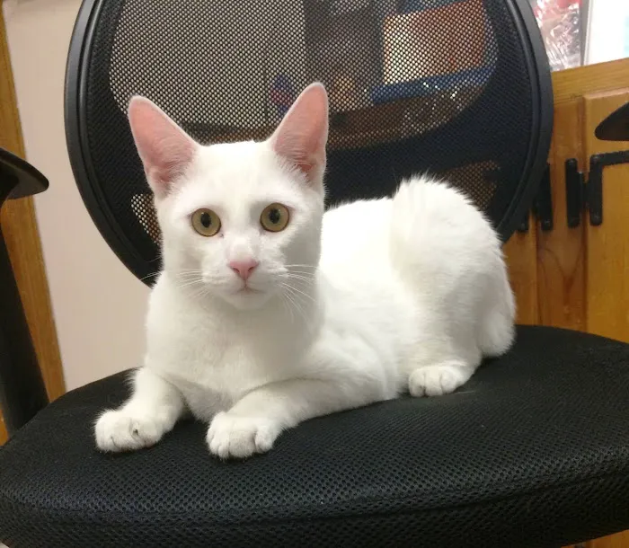 Northwood Oaks Veterinary Hospital 0
