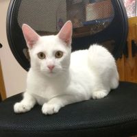 Northwood Oaks Veterinary Hospital ico