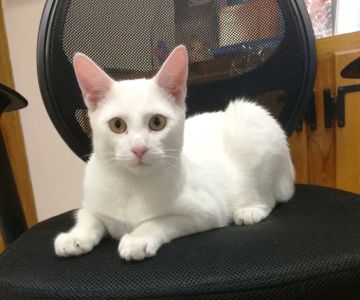 Northwood Oaks Veterinary Hospital