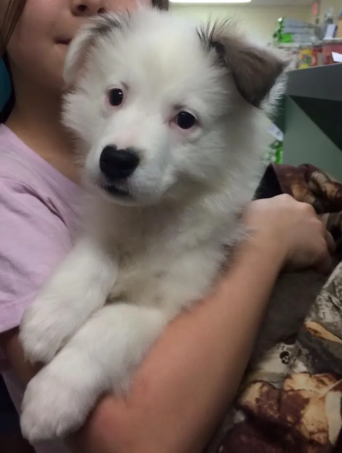 Northwood Oaks Veterinary Hospital 6