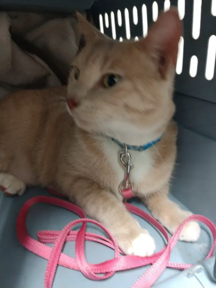 All Cats HealthCare Clinic 12