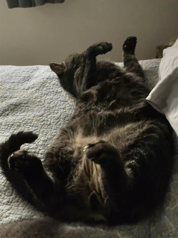 All Cats HealthCare Clinic 12