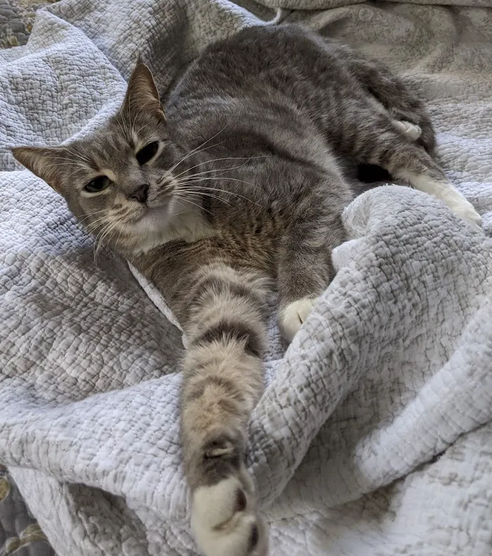 All Cats HealthCare Clinic 12