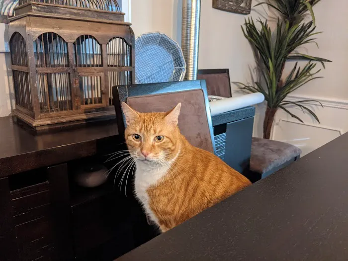 All Cats HealthCare Clinic 12