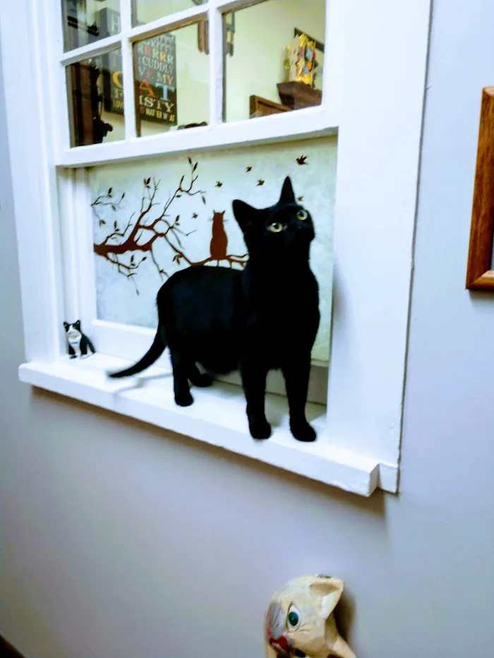All Cats HealthCare Clinic 12