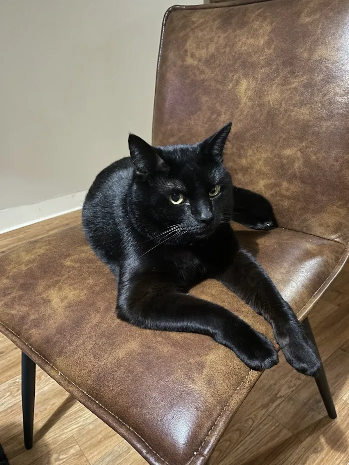 All Cats HealthCare Clinic 12