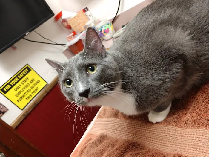 All Cats HealthCare Clinic 12