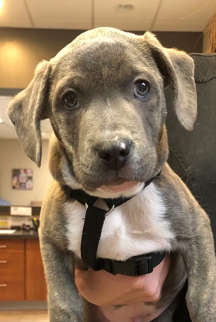 Town & Country Veterinarians and Pet Resort 5