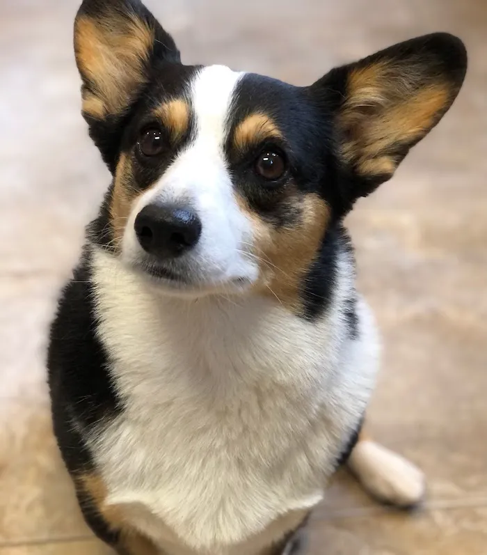 Town & Country Veterinarians and Pet Resort 3