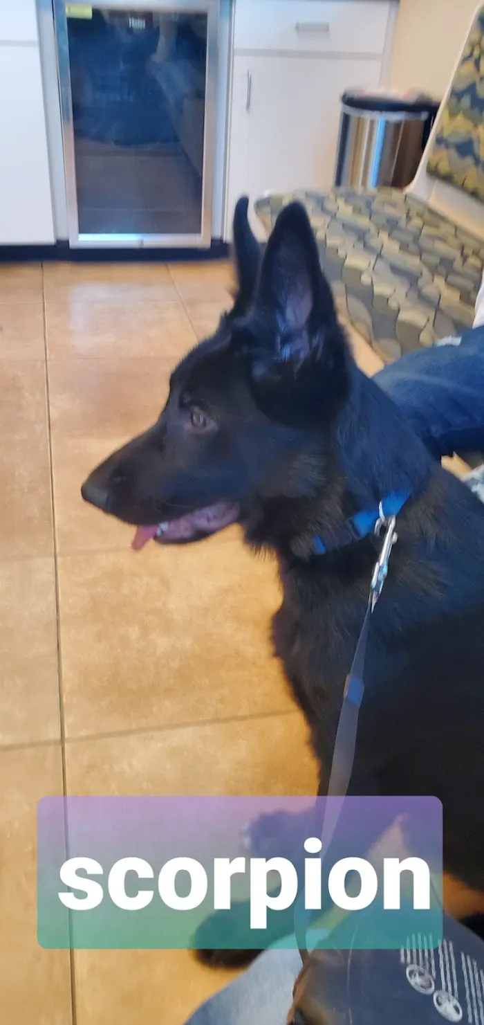 Mobile Pet Doctor 12