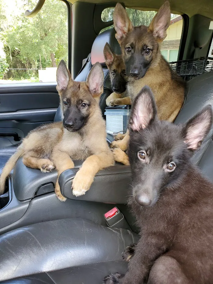 Mobile Pet Doctor 12