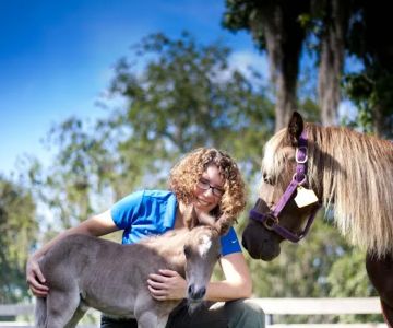 Large Animal Hospital, UF College of Veterinary Medicine