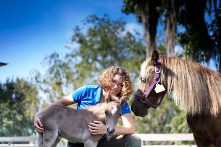 Large Animal Hospital, UF College of Veterinary Medicine