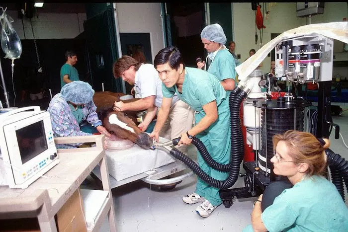 Large Animal Hospital, UF College of Veterinary Medicine 6