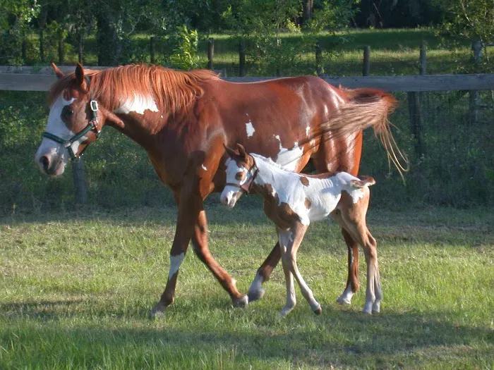 Large Animal Hospital, UF College of Veterinary Medicine 7