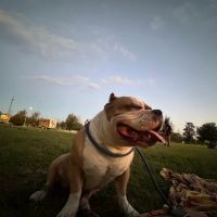 Remedy: Your Community Vet ico