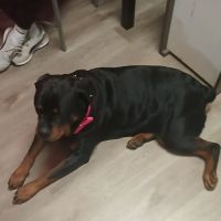 Ellenwood Animal Hospital ico