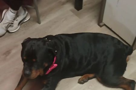 Ellenwood Animal Hospital