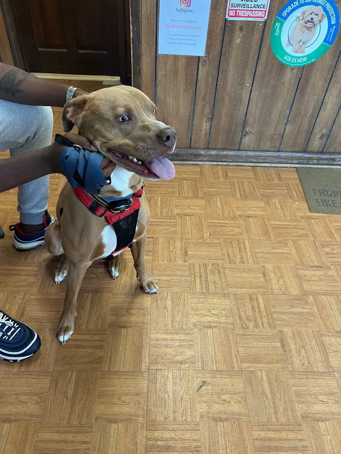 Ellenwood Animal Hospital 12