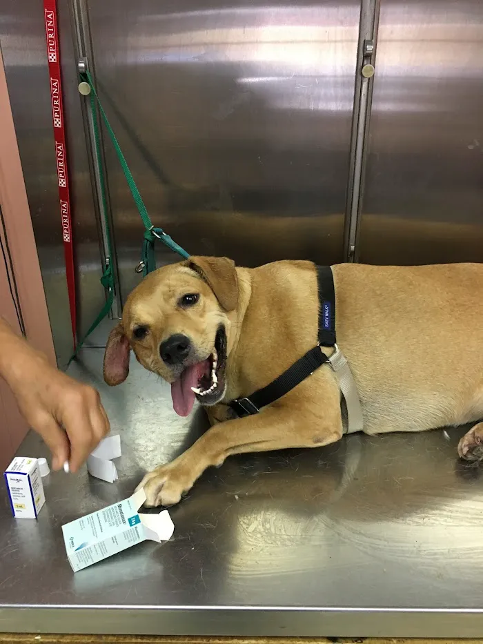 Ellenwood Animal Hospital 12