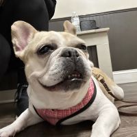 Senoia Animal Hospital and Pet Resort ico