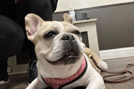 Senoia Animal Hospital and Pet Resort