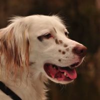 Sharpsburg Animal Hospital ico