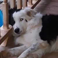 Locust Grove Veterinary Clinic ico