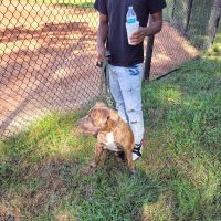 Banfield Pet Hospital ico