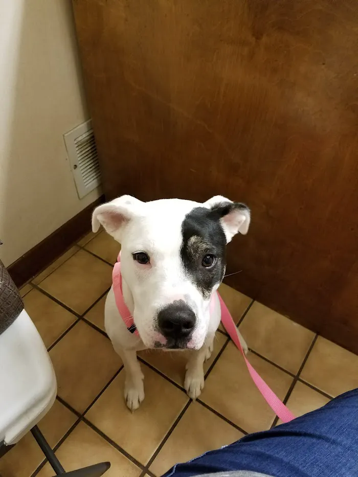 Henry County Veterinary Hospital 12