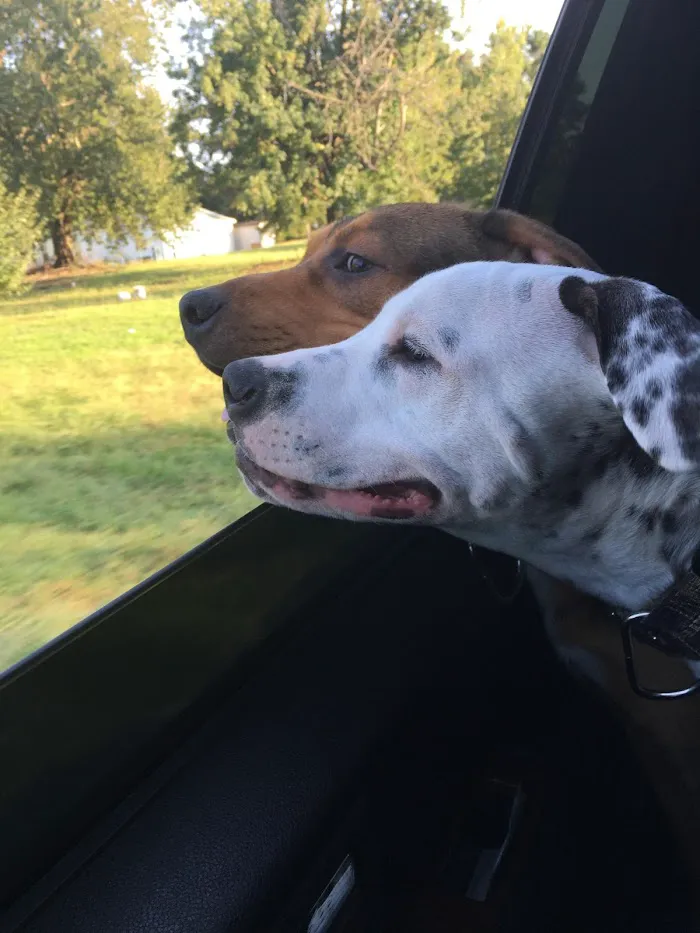 Henry County Veterinary Hospital 12