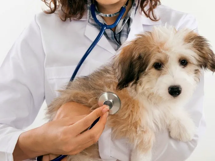 Henry County Veterinary Hospital 12