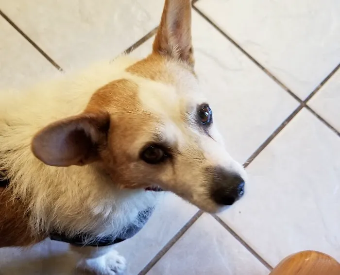 East Lake Veterinary Hospital 12