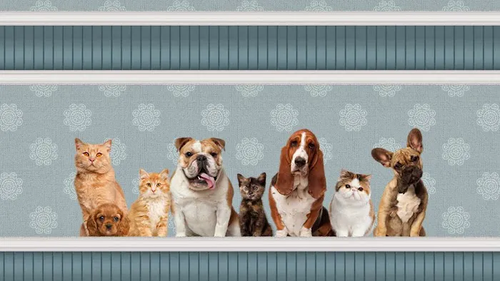 East Lake Veterinary Hospital 12