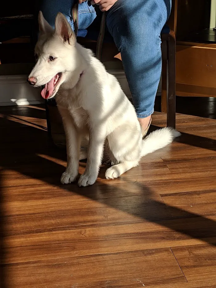 Jazzy Paw, Inc. 12